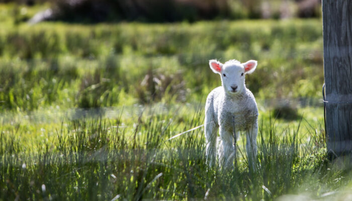Leviticus 14:12: Take the one male lamb